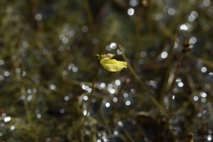 utricularia minor (1200 x 800)